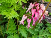 Bleeding Heart