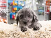 Mini Labradoodle