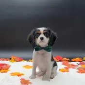 Cavalier King Charles Spaniel