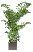 15gal Fishtail Palm 8-9′