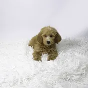 Mini GoldenDoodle