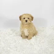 Maltipoo