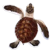 Baby Hatchling Turtle-B Brown Porc-5"