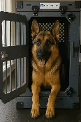 Collapsible Aluminum Heavy Duty Dog Crate