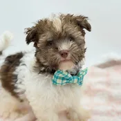 Havanese (M)- 31237