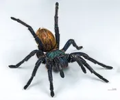 Greenbottleblue tarantula 1.5'' -