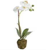 15" Phalaenopsis Orchid Drop In