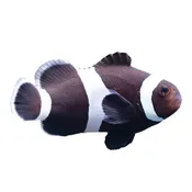 BLACK &amp; WHITE OCELLARIS#T.R.
