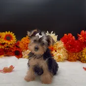 Morkie
