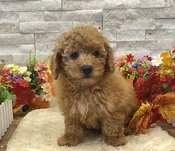 Poodle Toy/Goldendoodle 2nd Gen – 4818