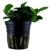 Anubias barteri 'Petite' - Tropica
