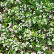 Aronia mel. 'Ground Hug®'