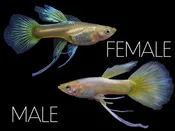 24K Gold Ribbon Guppy (Poecilia reticulata), BREDBY: Aquatic Arts
