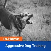 In-Home Aggressive Dog Training
