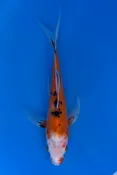 17cm Japanese Imported Koi Sanke Butterfly - Yamasan - QT3 - 27