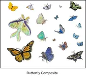 Butterfly Composite – Designs & Murals