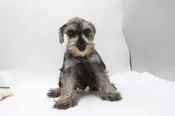 Miniature Schnauzer – 954