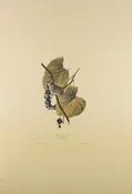 Plate 114-White crowned Sparrow — Taylor Clark Gallery