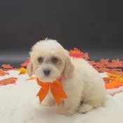 Cavachon
