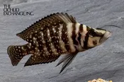 Altolamprologus calvus — “Black”