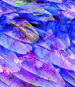Animal Large Feathers Zoom Flight Blue P
