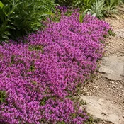 CarpetWalk | Magic Carpet Thyme Seed
