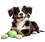 Example Dog Toy Product