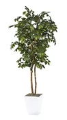 6' Sakaki