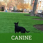 Canine Turf