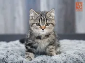 Exotic Siberian
