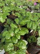 Angelica Pachycarpa Pachycarpa
