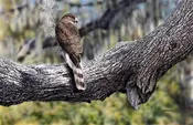 Cooper’s Hawk