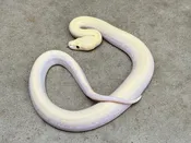 Ivory Burmese Pythons — Pets-A-Plenty