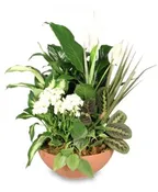 BLOOMING DISH GARDEN