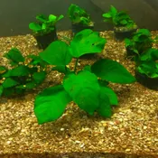 Anubias barteri var. nana (Potted) <br>CURRENTLY UNAVAILABLE