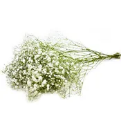 Baby's Breaths Gypsophila [1 Bunch]