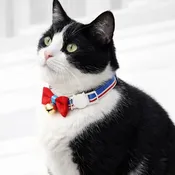 Cat Collar-Adjustable with Red and Blue Bow Tie plus a Bell