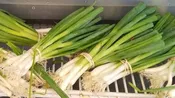 Green Onions - Way Farms — Chillicothe Farmers Market