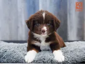 Australian Shepherd