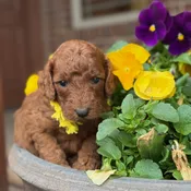 Pansy