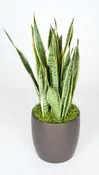 08in Sansevieria Laurentii 1′