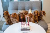 Annie’s Slobber Pack – 30% Savings on Happy Dog Meals & Cannolis! / year