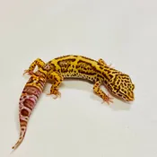 Bold Bell Leopard Gecko Pos Male 2025-153