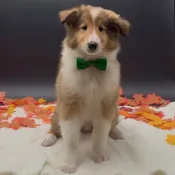 Collie