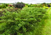 Jade Parade® Sandcherry (Prunus pumila ‘UCONNPP002’)