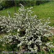 Berry Scape® Red Chokeberry (Aronia arbutifolia)