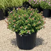 Abelia ‘Rose Creek’ - 3 Gallon