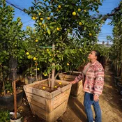 Meyer Lemon Tree For Sale–Southern Cali Delivery- 15, 24, 36 Gallon - Standard