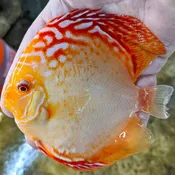Albino High Body Sunshine Never Pepper Sunshine