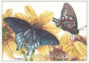 AN872 Pipevine Swallowtail Butterfly Notecard
